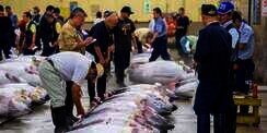 Wow! Tuna Ini Terjual Seharga Rp4,26 Miliar