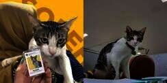 Kenalan dengan 4 Kucing yang Diangkat Jadi Pegawai Instansi, Bikin Iri Pengangguran