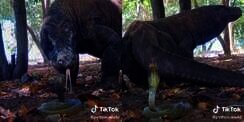 Momen Menegangkan Pertemuan Langka Komodo Dragon Vs Ular King Kobra, Ini Yang Terjadi Selanjutnya...