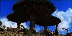5 Fakta Pulau Socotra yang Misterius, Dianggap Jadi Tempat Persembunyian Dajjal