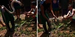 Sok Jagoan Masukkan Tangan ke Mulut Ular King Kobra yang Baru Mati Dibunuh Warga, Nasib Pria Ini Malah Berakhir Menyedihkan