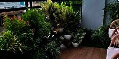 Balkon Rasa Taman, Dekorasi Penuh Tanaman Jadi Asri Banget