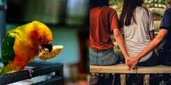 Kicauan Burung Beo Bongkar Perselingkuhan Suami dengan ART, Istri Curiga Dengar Kalimat Aneh