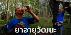 Ngeri Sekaligus Jijik! Si Kakek Percaya Darah Buaya Bikin Vitalitas Tubuhnya Tetap Prima, Bahkan Bisa Atasi Kemandulan, yang Terjadi Malah..
