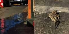 Heboh Anak Buaya Muncul di Jalan Pemukiman, Keberadaan Induk Bikin Warga Jadi Was-Was