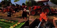 Video Masak Kerbau Guling 500 Kg Sampai Harus Pakai Traktor untuk Memanggangnya, Warga Menyantap Kepala Utuh dengan Cara Tak Biasa