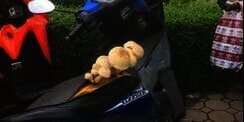 Tak Pernah Dibersihkan, Jok Motor Berubah Jadi Media Tanam, Ditumbuhi Rumput dan Jamur