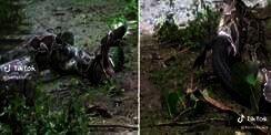 Salah Mangsa! Ular Piton Muntahkan Buaya yang Ditelannya Hidup-hidup, Penuh Perjuangan Sampai Kelojotan Sendiri