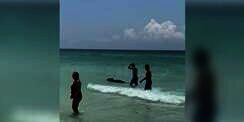 Awalnya Dikira Hiu, Ternyata Beruang Hitam 'Nyasar' di Pantai Bikin Geger Pengunjung