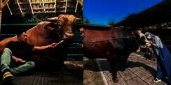 MasyaAllah! 7 Artis Berkurban Sapi Berukuran Jumbo