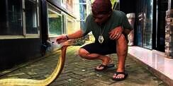 Potret Ular King Kobra Terbesar di Kalimantan Ini Lebih Galak dari Garaga, Panji Petualang sampai Kewalahan hingga Nyaris Digigit!