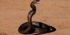 Tragis, Pengusaha Muda Dihabisi Kekasihnya dengan Gigitan Ular Cobra
