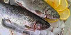 Cara Tepat Simpan Ikan di Kulkas, Selalu Segar dan Tak Berbau