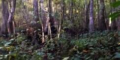 Makhluk Diduga Bigfoot Terekam Kamera di Tengah Hutan