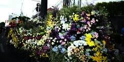 Banjir Bunga di Semarang Merdeka Flowers Festival 2023, Simak Rutenya