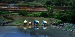 20 Kata-Kata Petani Lucu yang Bikin Ngakak dan Semangat Bercocok Tanam