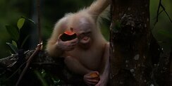Cerita Alba, Orangutan Albino yang Ada di Indonesia