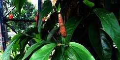 Cabe Jawa yang Terlupakan, dan dari Mana Sebenarnya Asal Cabai yang Kita Kenal Sekarang