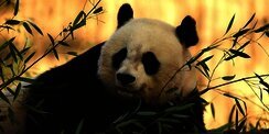 Punya Badan Sebesar Beruang, Benarkah Panda Hanya Makan Bambu?