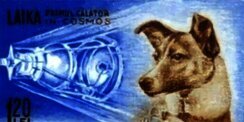 Laika, Anjing yang Dikirim ke Luar Angkasa dan Menjadi Simbol Awal Perlombaan Antariksa