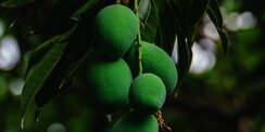 Buah Matang atau Mentah, Mana yang Lebih Sehat? Ternyata Manfaatnya Berbeda