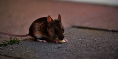 Kenapa Tikus Suka Bersarang di Mesin Mobil, dan Cara Mengusirnya untuk Selamanya