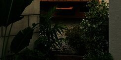 7 Jenis Tanaman yang Bisa Mengundang Ular ke Halaman Rumah, Bukan karena Baunya