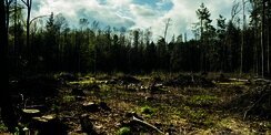 Apa yang Terjadi Jika Semua Hutan di Bumi Hilang? Bukan Cuma Hewan, Kehidupan Manusia Ikut Terancam