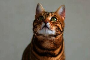 Indonesia Punya 2.391 Startup, Sumbang Rp4.531 Triliun di 2030