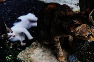 Indonesia Punya 2.391 Startup, Sumbang Rp4.531 Triliun di 2030