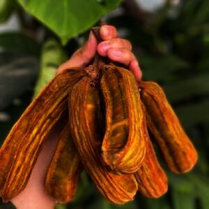 Oleh-Oleh Unik dari Bedugul, Buah Salju yang Manis dan Lembut