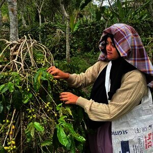 Dua Petani Indonesia Masuk Daftar 100 Pahlawan Perempuan FAO