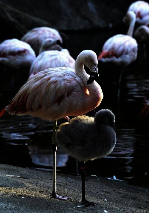 foto flamingo