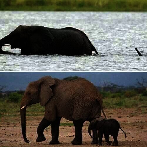 Tingkah Lucu Bayi Gajah