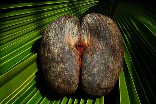 coco de mer