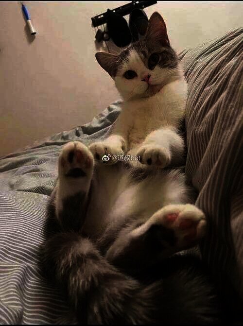 Kucing manis dan lucu ini dikubur hidup-hidup saat pemilik dikarantina.