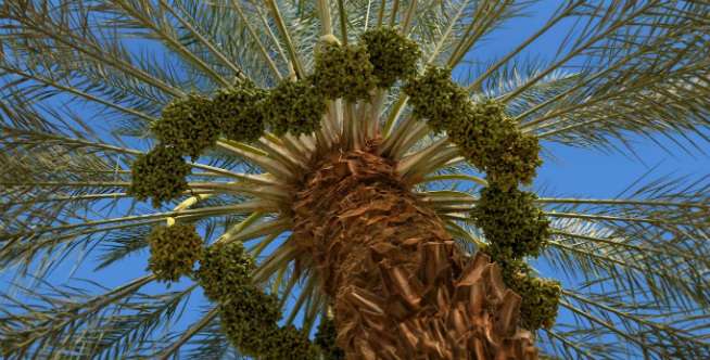 2. Tunisia