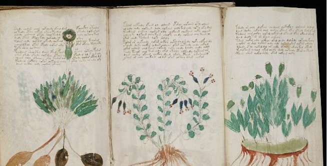 Manuskrip Voynich