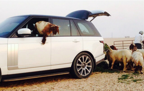Mobil Rp 3 Miliar Jadi `Gerobak` Kambing