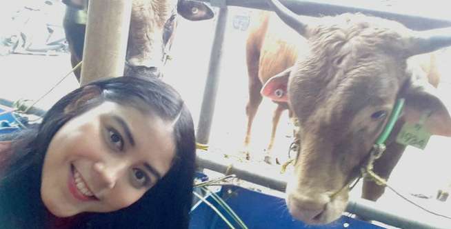 Selfie Bareng Sapi