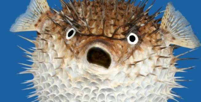 Crop Circle Dasar Laut untuk Menarik Ikan Betina