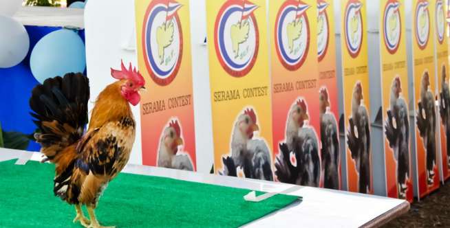 7. Instruktur Ayam