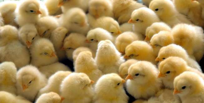 2. Pemeriksa Jenis Kelamin Anak Ayam