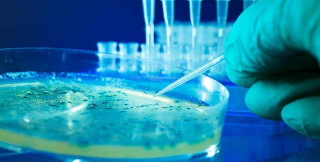 9. Salmonella