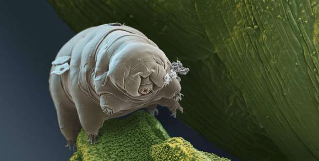 7. Tardigrada