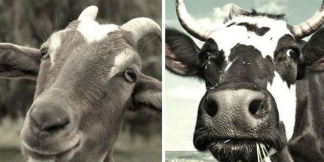 Susu Sapi dan Kambing, Sehat Mana?