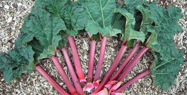10. Rhubarb