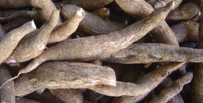 9. Singkong
