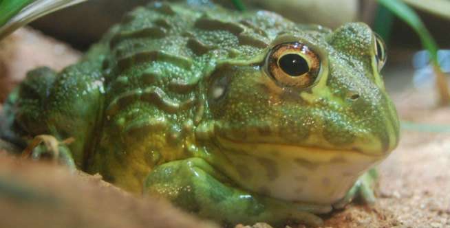 8. Katak Bullfrog Afrika