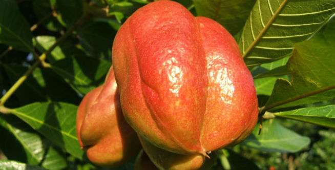 7. Ackee